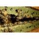 Propolis verte Bio*